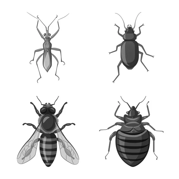 Векторная конструкция иконки насекомого и мухи. Набор векторных значков насекомых и элементов для склада . — стоковый вектор