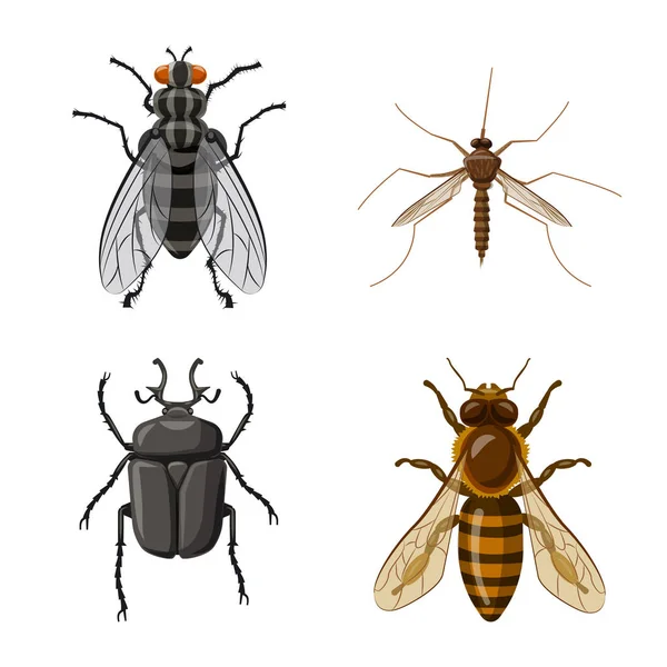 Vectorillustratie van insecten en vliegen teken. Collectie van insect en element voorraad vectorillustratie. — Stockvector