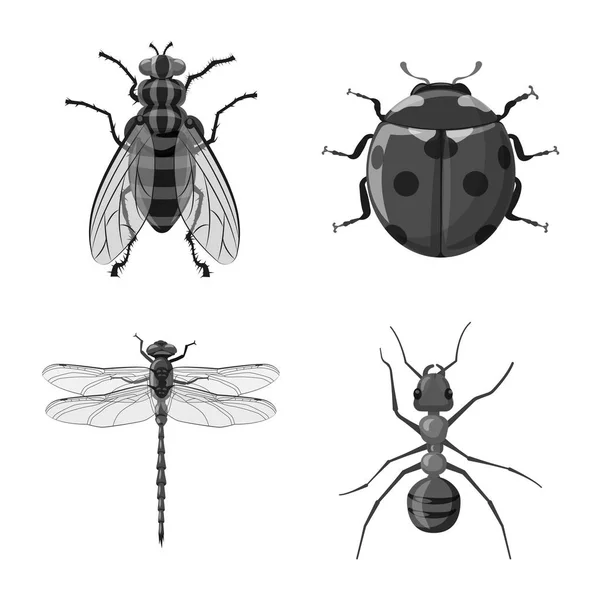 Ilustração vetorial do ícone de inseto e mosca. Coleção de ilustração vetorial de estoque de insetos e elementos . — Vetor de Stock