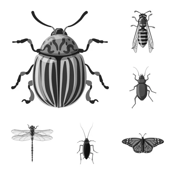 Vektorillustration von Insekten- und Fliegenzeichen. Sammlung von Insekten- und Elementaktivvektordarstellungen. — Stockvektor