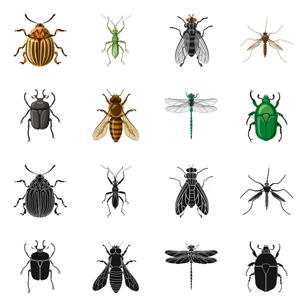 Vectorillustratie van insecten en vliegen logo. Collectie van insect en element aandelensymbool voor web. — Stockvector