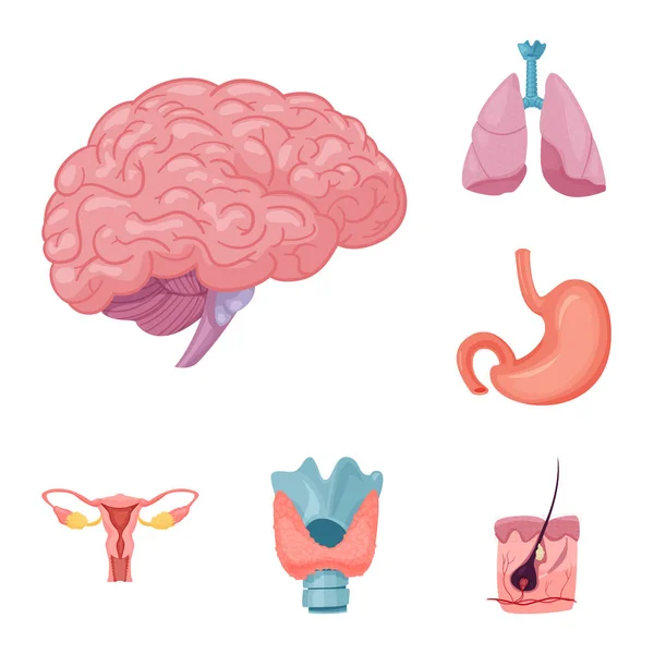 Isolated object of body and human symbol. Collection of body and medical vector icon for stock. — Stock Vector