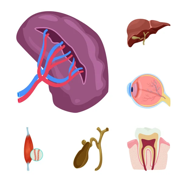 Diseño vectorial del cuerpo y el icono humano. Conjunto de cuerpo y símbolo de stock médico para web . — Archivo Imágenes Vectoriales
