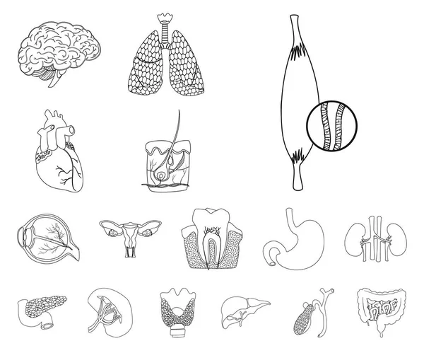 Conception vectorielle du corps et du signe humain. Collecte d'illustration vectorielle du corps et du matériel médical . — Image vectorielle