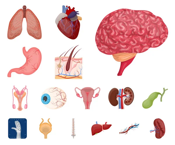 Illustrazione vettoriale del corpo e del segno umano. Raccolta di corpo e stock medico vettoriale illustrazione . — Vettoriale Stock