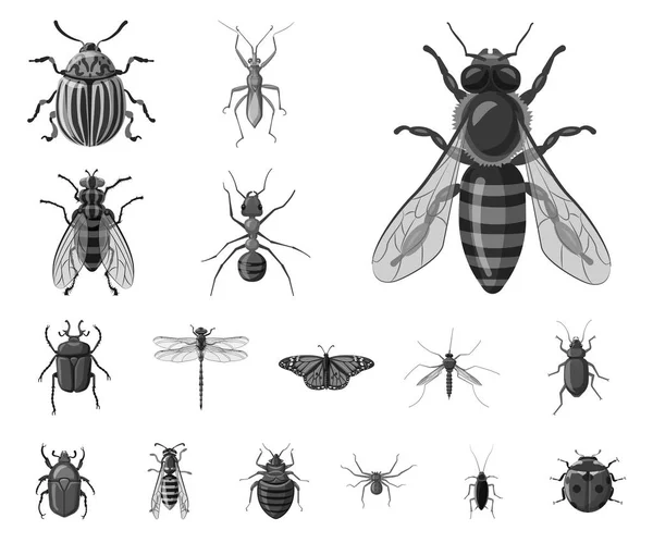 Isoliertes Insekten- und Fliegensymbol. Set von Insekten- und Elementvektorsymbolen für Aktien. — Stockvektor