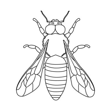 Böcek ve sinek simge vektör Illustration. Web için böcek ve öğe hisse senedi simgesi kümesi.