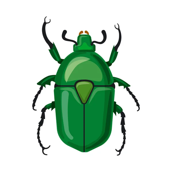 Vektorové Ilustrace Hmyzu Překrýt Loga Sbírku Hmyzu Element Burzovní Symbol — Stockový vektor