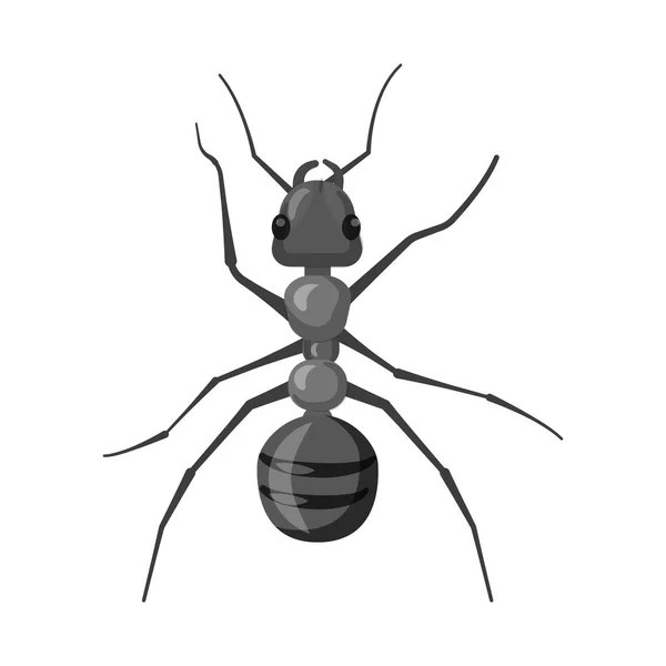Design vettoriale del logo di insetti e mosche. Raccolta di icone vettoriali di insetti ed elementi per stock . — Vettoriale Stock