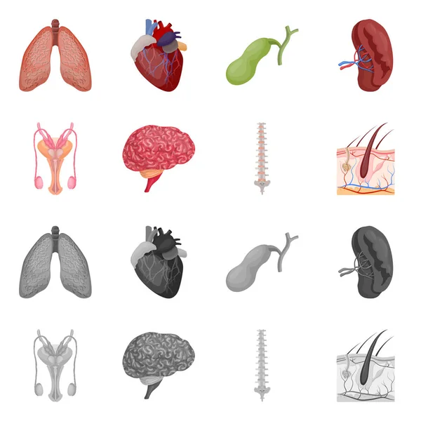 Illustration vectorielle du corps et du symbole humain. Collecte de corps et de matériel médical symbole pour le web . — Image vectorielle