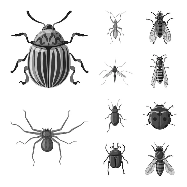 Geïsoleerde object van insecten en vliegen teken. Collectie van insect en element vector pictogram voor voorraad. — Stockvector