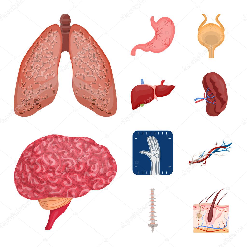 Vector design of body and human icon. Collection of body and medical stock vector illustration.