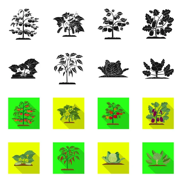 Objet isolé de serre et icône de la plante. Ensemble d'illustration vectorielle de serre et de jardin . — Image vectorielle