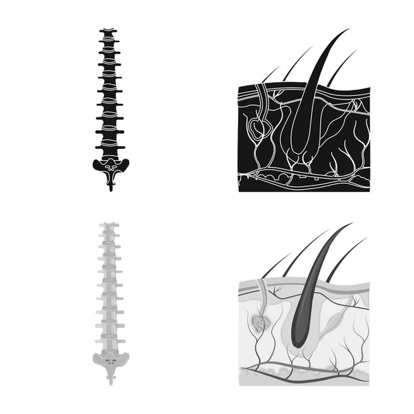 Objet isolé du corps et de l'icône humaine. Collecte de corps et de matériel médical symbole pour le web . — Image vectorielle