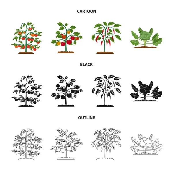 Conception vectorielle de serre et icône de la plante. Ensemble d'icône vectorielle serre et jardin pour stock . — Image vectorielle