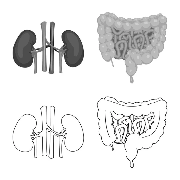 Ilustración vectorial del cuerpo y del símbolo humano. Conjunto de cuerpo y símbolo de stock médico para web . — Vector de stock