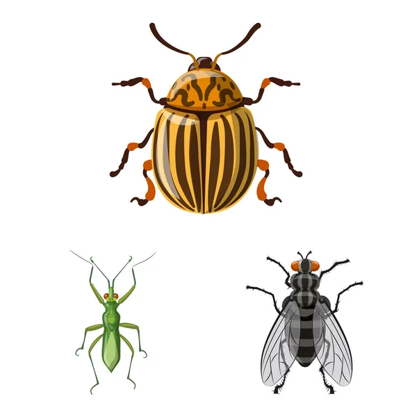 Objeto aislado de insecto y signo de mosca. Conjunto de icono de vector de insectos y elementos para stock . — Archivo Imágenes Vectoriales