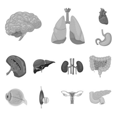 Vücut ve insan sembolü yalıtılmış nesne. Vücut ve web için tıbbi hisse senedi simgesi.