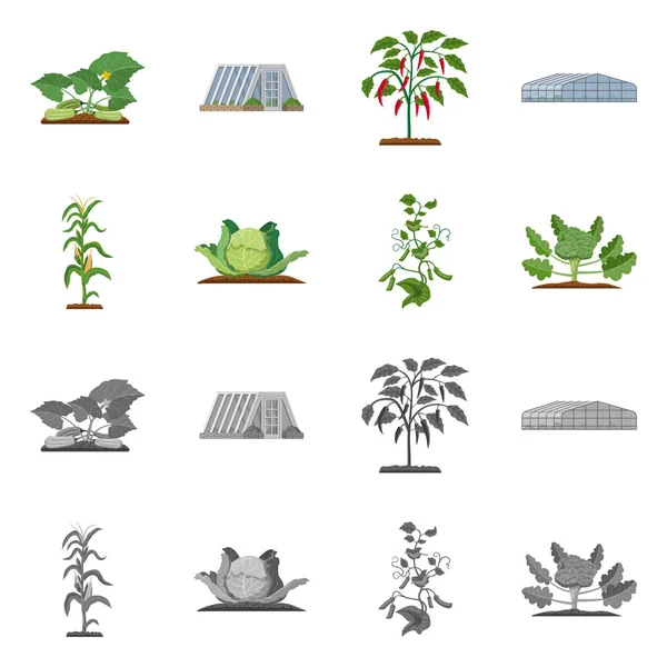 Progetto vettoriale di serra e simbolo vegetale. Serie di serra e giardino stock vettoriale illustrazione . — Vettoriale Stock