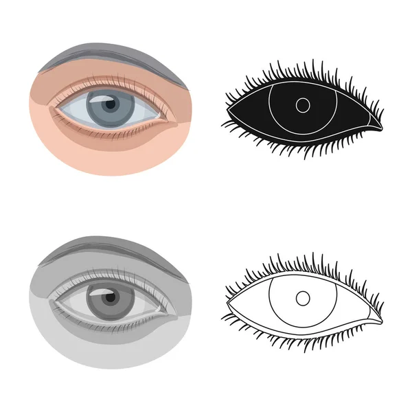 Human Eyes Vectors Eye types collection Eye shapes Eye -  Portugal