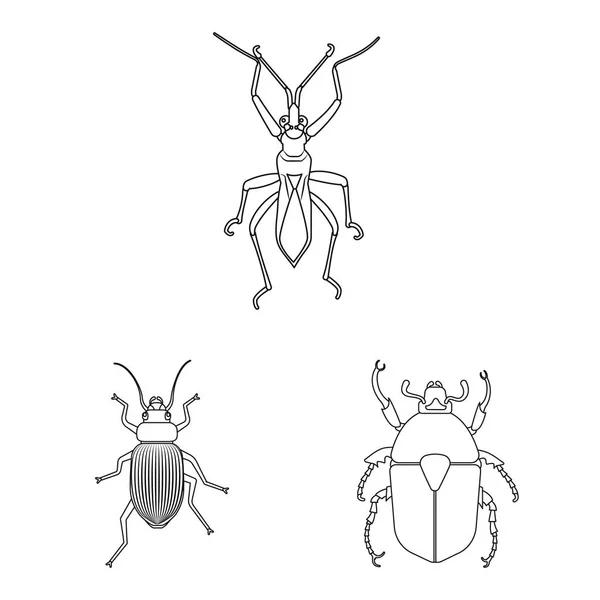 Projekt wektor znak owadów i mucha. Zbiór owadów i element ikona wektor na magazynie. — Wektor stockowy