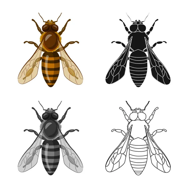 Projeto vetorial do ícone do inseto e da mosca. Coleção de ilustração vetorial de estoque de insetos e elementos . — Vetor de Stock
