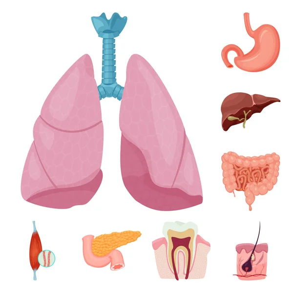 Conception vectorielle du corps et de l'icône humaine. Collecte d'illustration vectorielle du corps et du matériel médical . — Image vectorielle