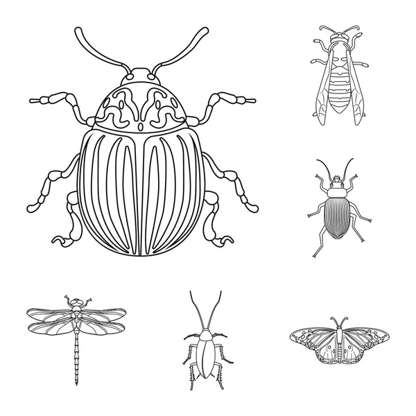 Ilustracja wektorowa owadów i mucha ikony. Zbiór owadów i elementu symbol giełdowy dla sieci web. — Wektor stockowy