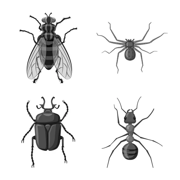 Ilustración vectorial del logotipo de insectos y moscas. Conjunto de icono de vector de insectos y elementos para stock . — Vector de stock