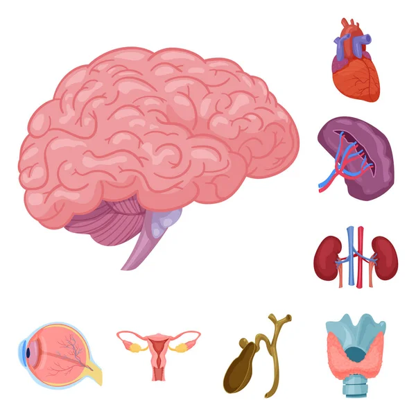 Векторная иллюстрация тела и человеческого знака. Комплект векторной иллюстрации тела и медицинского фонда . — стоковый вектор