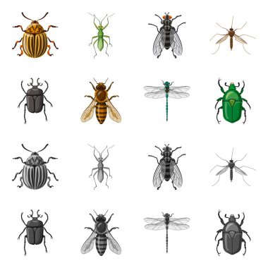 Böcek ve sinek simge vektör tasarımı. Böcek ve öğe vektör simgesini hissenin topluluğu.