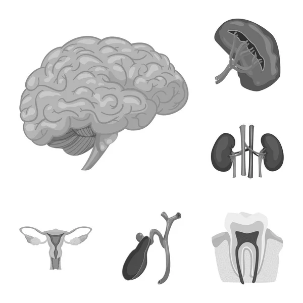 Vektorillustration des Körpers und des menschlichen Logos. Sammlung von Körper- und medizinischen Aktiensymbolen für das Web. — Stockvektor