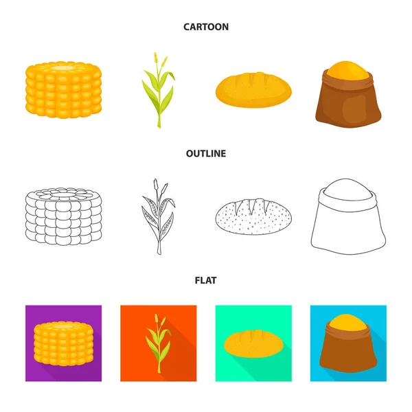 Изолированный объект кукурузного поля и знак растительности. Коллекция кукурузных полей и вегетарианских векторных икон на складе . — стоковый вектор