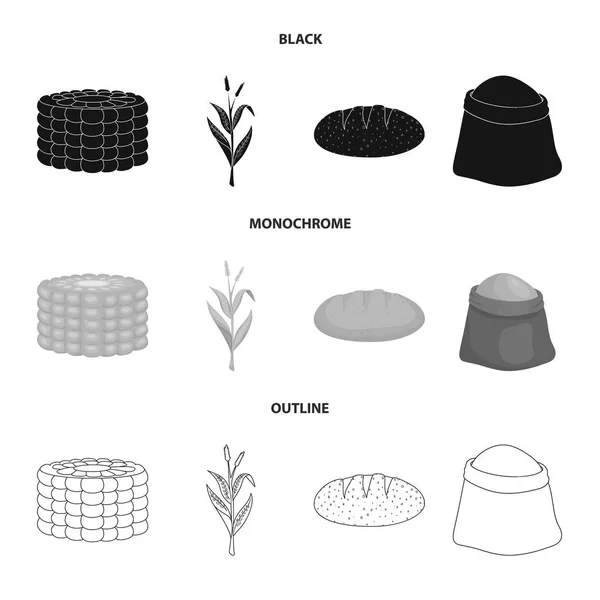 Desenho vetorial do campo de milho e símbolo vegetal. Conjunto de milheiral e símbolo de estoque vegetariano para web . — Vetor de Stock