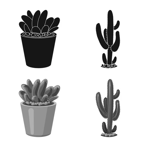 Objet isolé de cactus et symbole de pot. Collection de cactus et de cactus illustration vectorielle de stock . — Image vectorielle