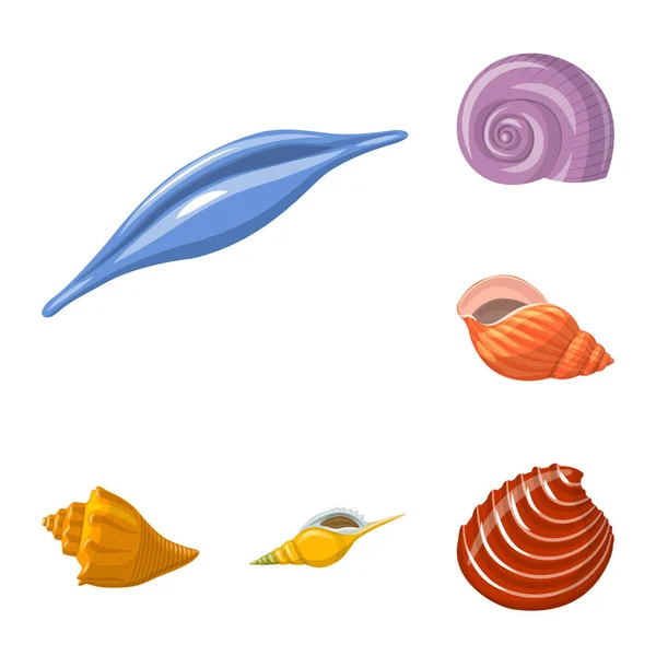 Illustration vectorielle de coquillages et de mollusques. Collection de coquillages et fruits de mer symbole de stock pour la toile . — Image vectorielle