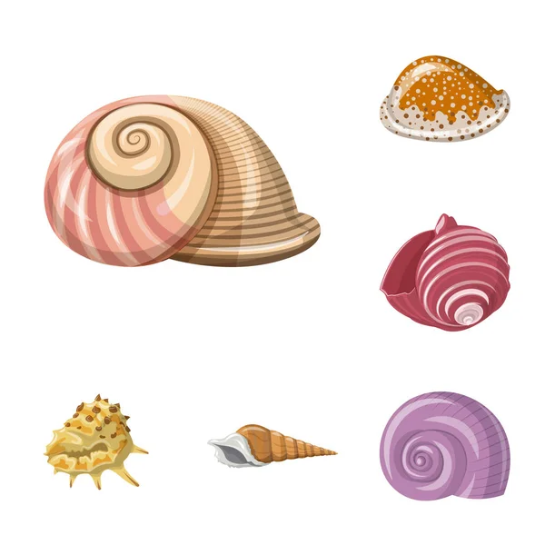 Изолированный объект с логотипом ракушки и моллюска. Набор ракушек и морепродуктов символ для паутины . — стоковый вектор