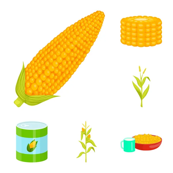 Objeto aislado de maíz y símbolo alimenticio. Colección de maíz e ilustración del vector de stock de cultivos . — Vector de stock