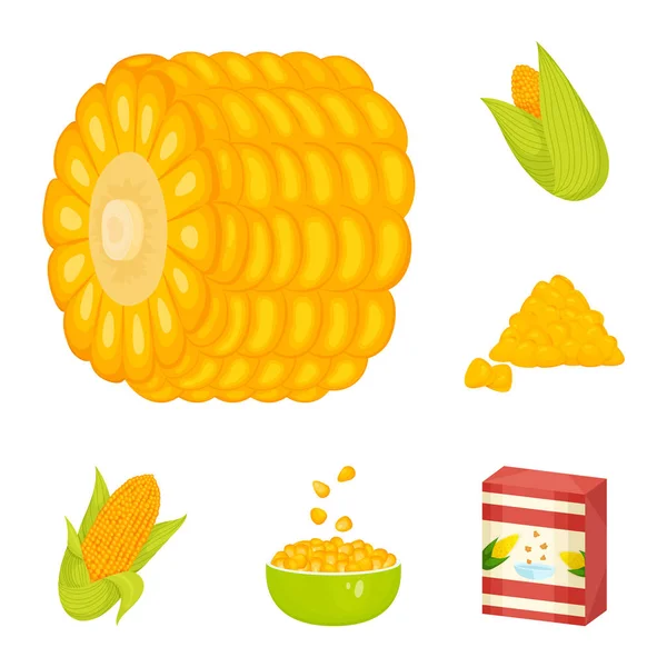 Vektordesign von Mais und Lebensmittel-Symbol. Sammlung von Abbildungen von Mais und Pflanzenbeständen. — Stockvektor
