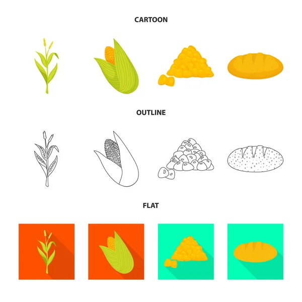 Diseño vectorial de maizal y logotipo vegetal. Colección de maizal y símbolo de stock vegetariano para web . — Vector de stock