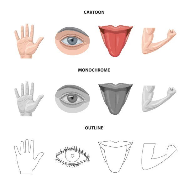 Diseño vectorial de humano y símbolo de parte. Conjunto de símbolo de stock humano y femenino para web . — Archivo Imágenes Vectoriales