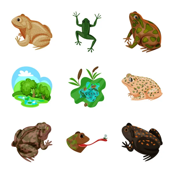 Ilustración vectorial de la rana y el símbolo anuran. Colección de rana y animal vector icono para stock . — Archivo Imágenes Vectoriales