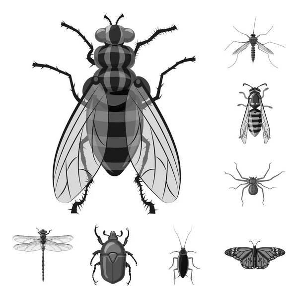 Objeto aislado de insecto y signo de mosca. Conjunto de insecto y elemento símbolo de stock para web . — Archivo Imágenes Vectoriales