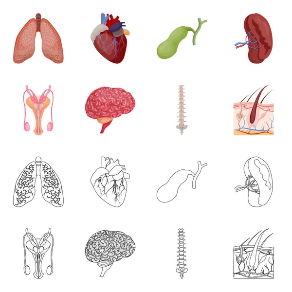 Objeto isolado de corpo e logotipo humano. Conjunto de corpo e símbolo de estoque médico para web . — Vetor de Stock