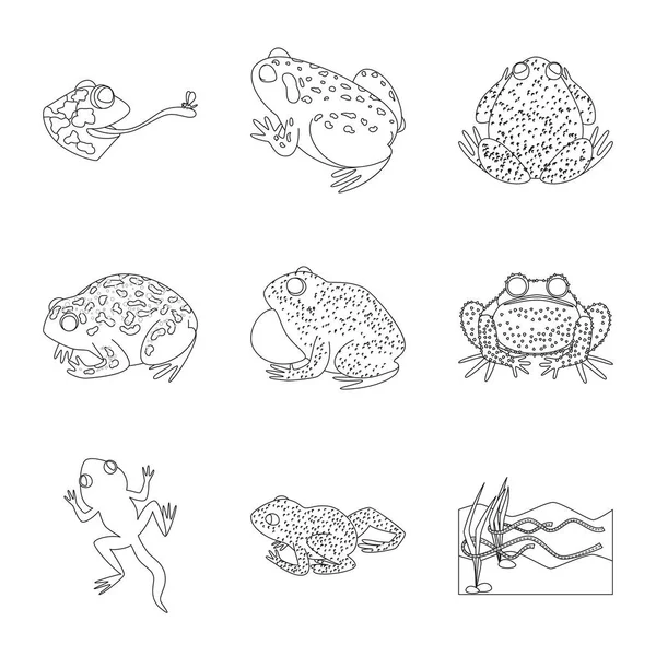 Diseño vectorial de anfibios y símbolos animales. Colección de ilustración de vectores de anfibios y naturaleza . — Archivo Imágenes Vectoriales