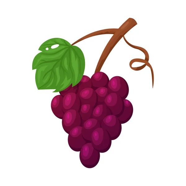 Ilustración vectorial del icono de uva y racimo. Conjunto de uva y fruta símbolo de reserva para la web . — Vector de stock