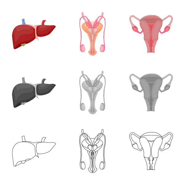 Illustrazione vettoriale del corpo e dell'icona umana. Set di corpo e stock simbolo medico per il web . — Vettoriale Stock