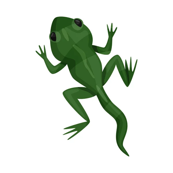 Изолированный объект жабы и зеленый логотип. Коллекция векторных иллюстраций жаб и токсичных веществ . — стоковый вектор