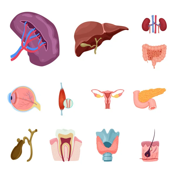 Ilustración vectorial del cuerpo y del símbolo humano. Colección de cuerpo y el símbolo de stock médico para la web . — Archivo Imágenes Vectoriales