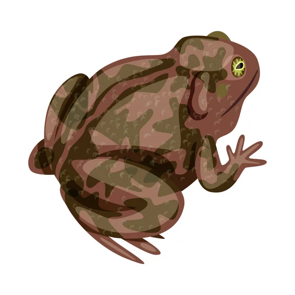 Isolated object of toad and biology logo. Set of toad and tropical vector icon for stock. — Stock Vector